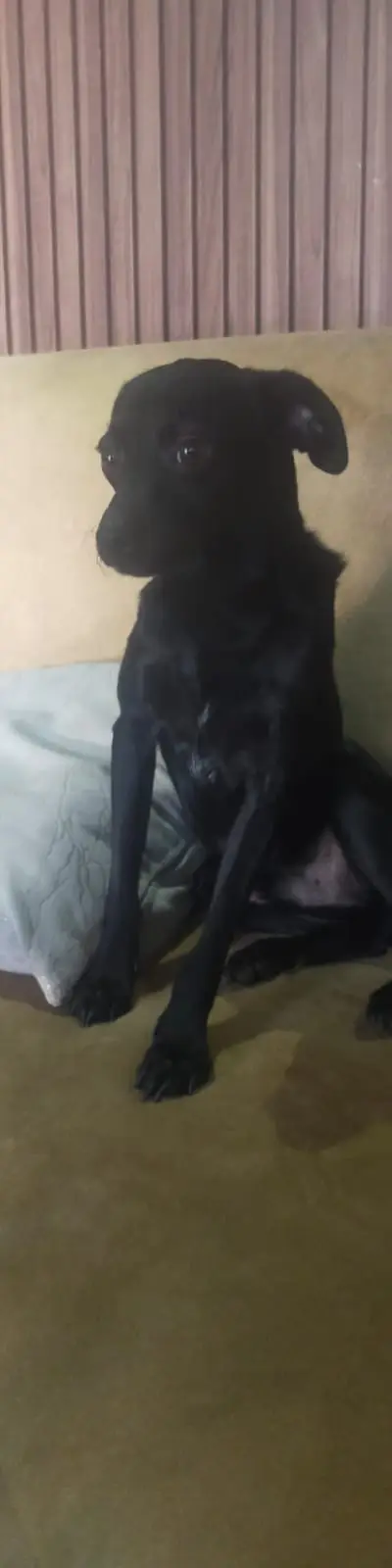 Labrador croisé 