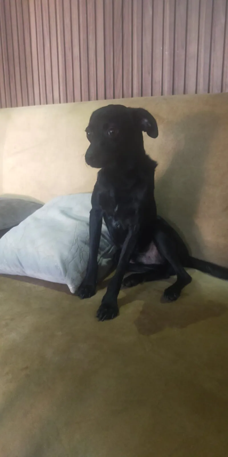Labrador croisé 