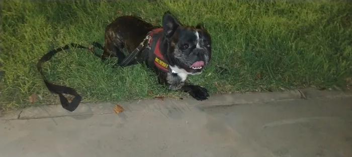 Bulldog français