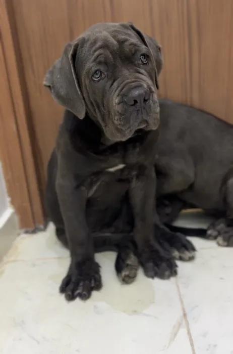 Chiots cane corso hyper type