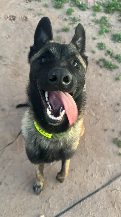 Male malinois