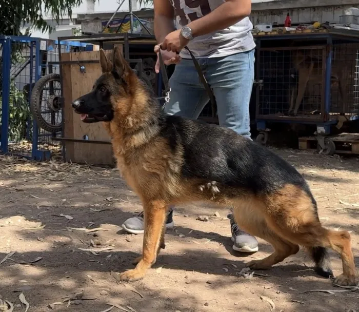 Magnifique femelle berger allemand pedigree