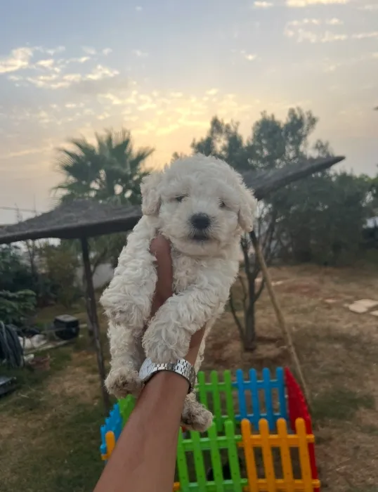 Bichon Maltais 📸✨