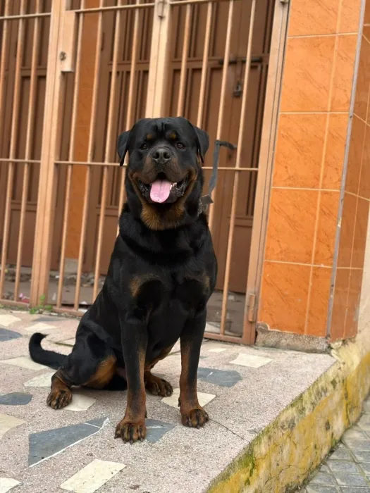 Rottweiler