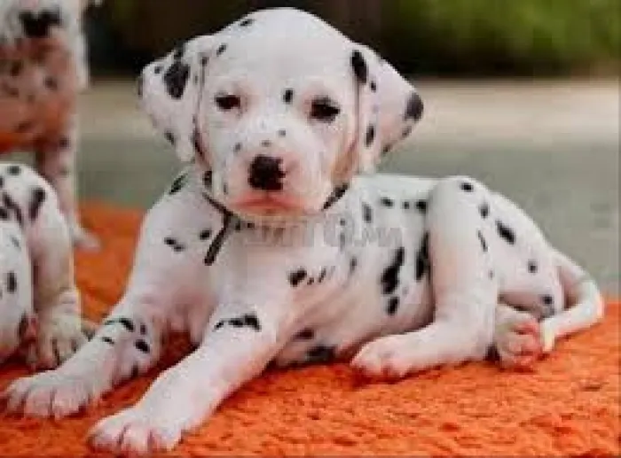 Chiots Dalmatien pure