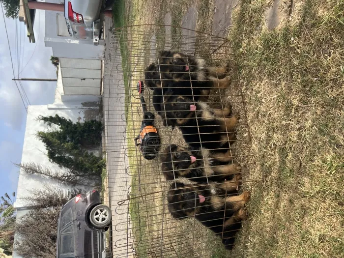 Berger Allemand poil long