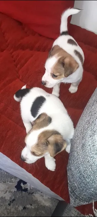 Jack russell