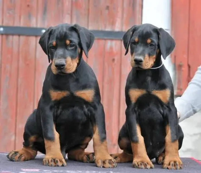 magnifique portée doberman pedigree