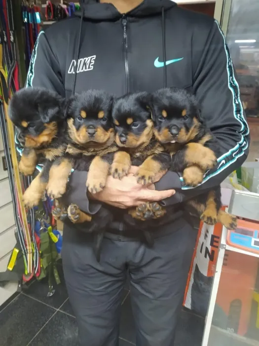 Chiots rottweiler pedigree
