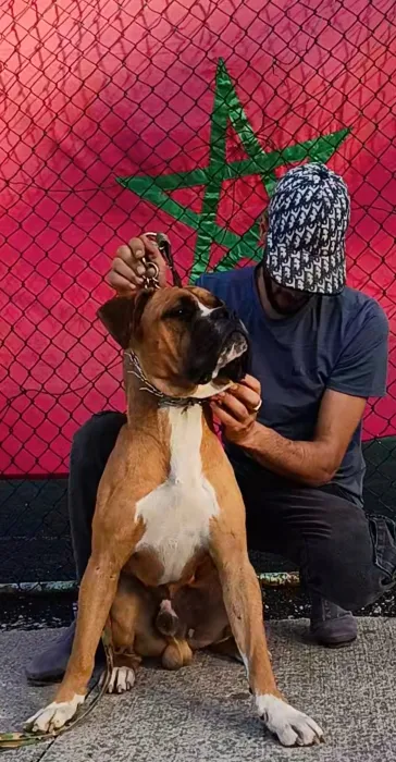 Boxer