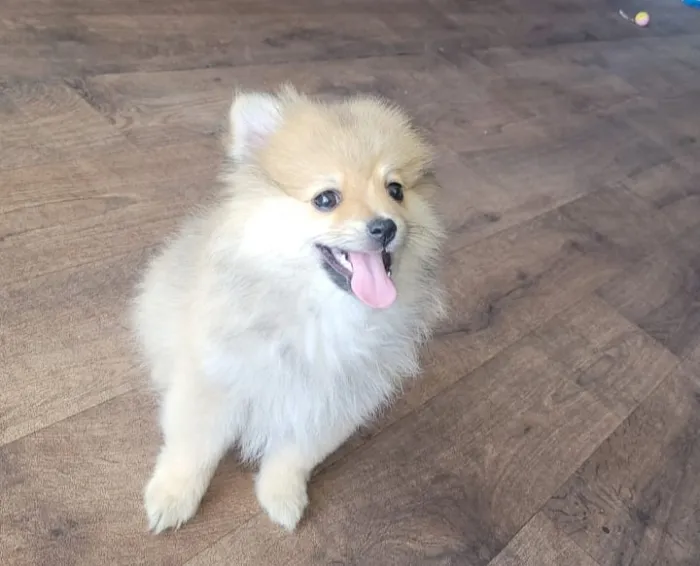 Spitz Pomeranian pure race