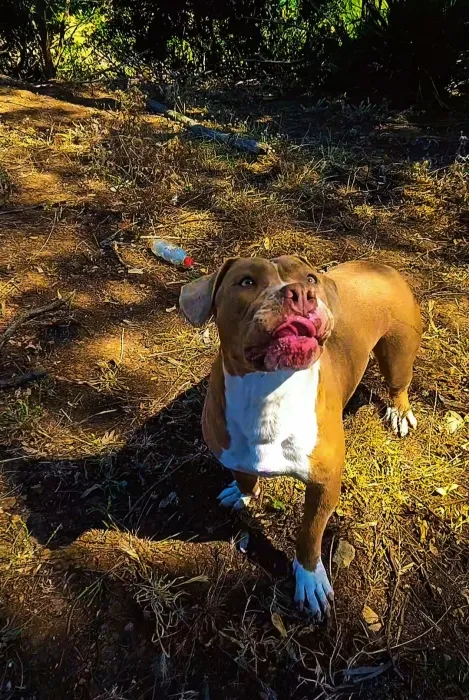 Bully