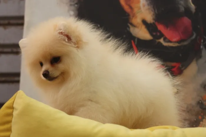 Spitz nain pomeranian