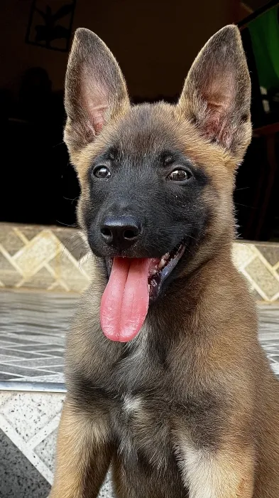 Femelle malinois