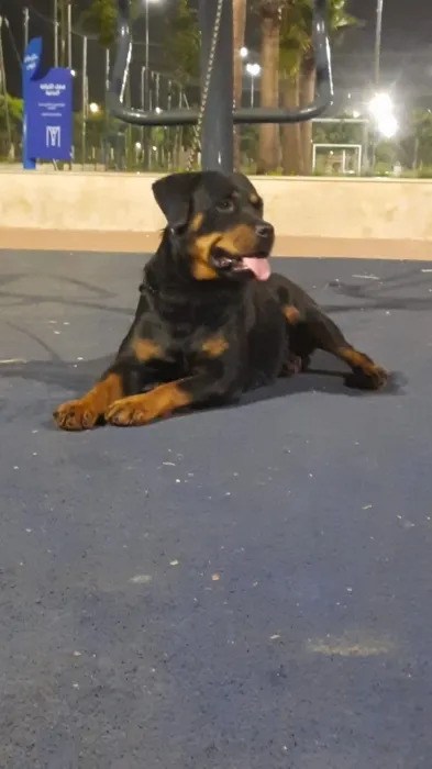 Femelle rottweiler race pure