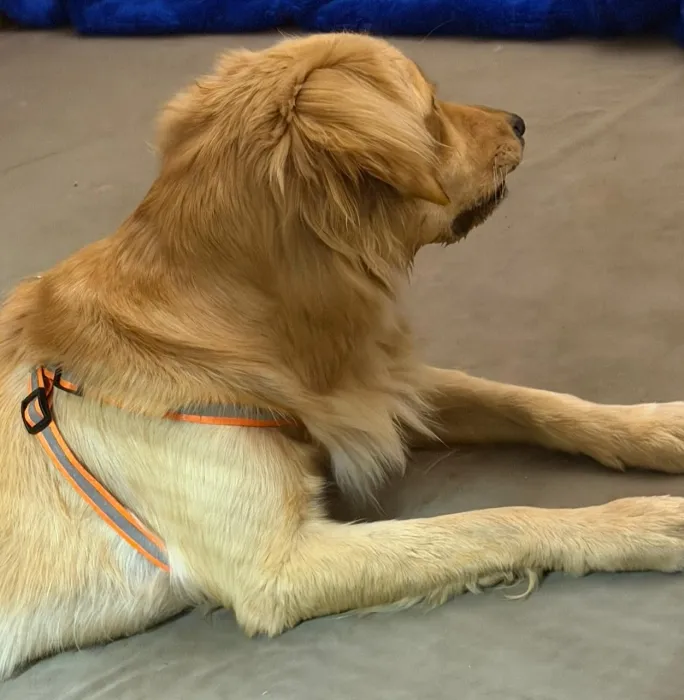 Golden retriever