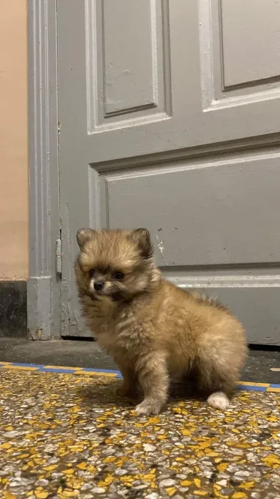 Spitz pomeranian