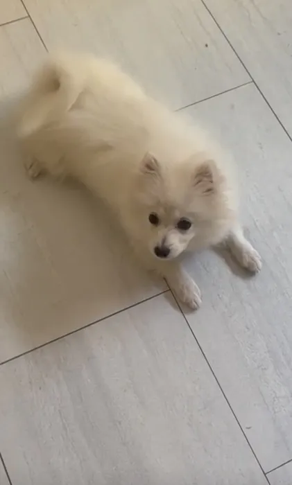 Spitz Pomeranian 5mois