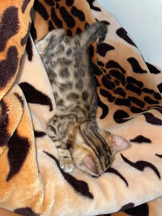 bengal bébé
