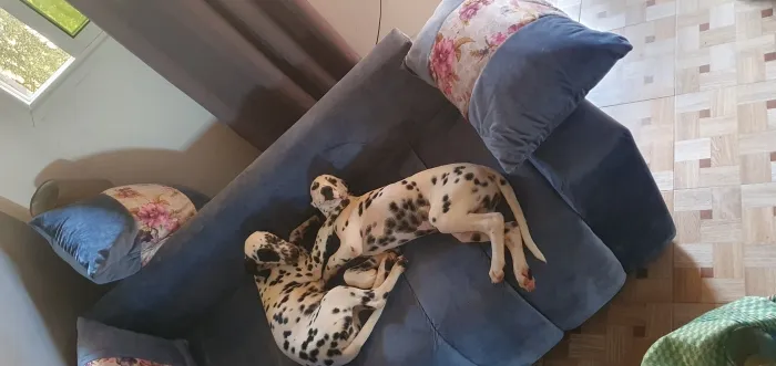 DALMATIEN