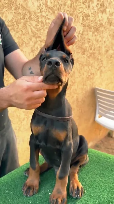 DOBERMAN PEDIGREE