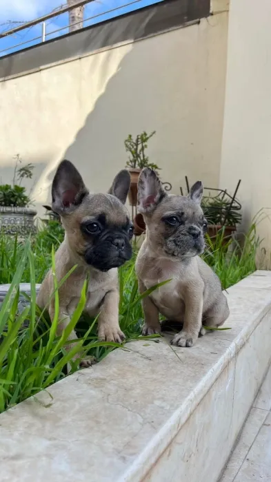 Bulldog francais
