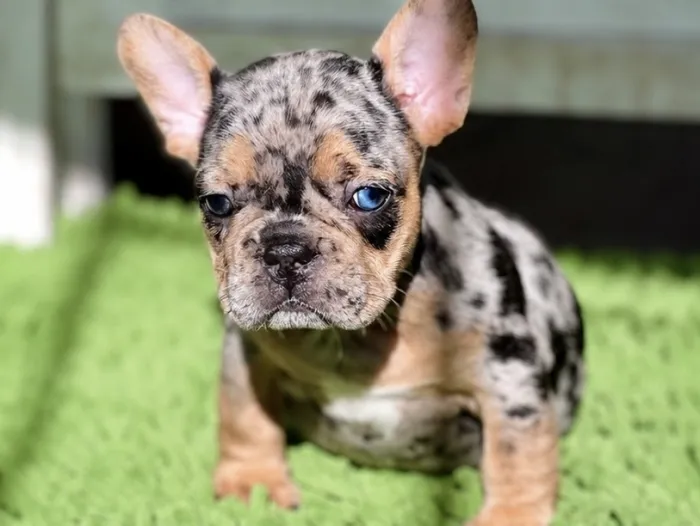 Bulldog français exotique
