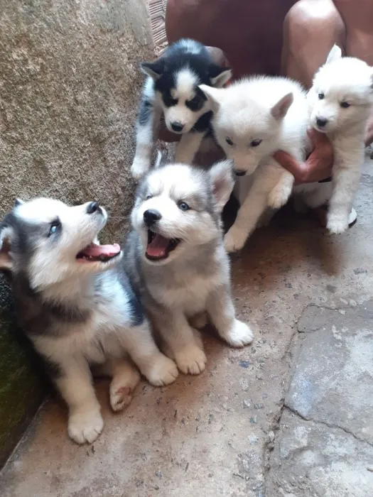 Husky malamute