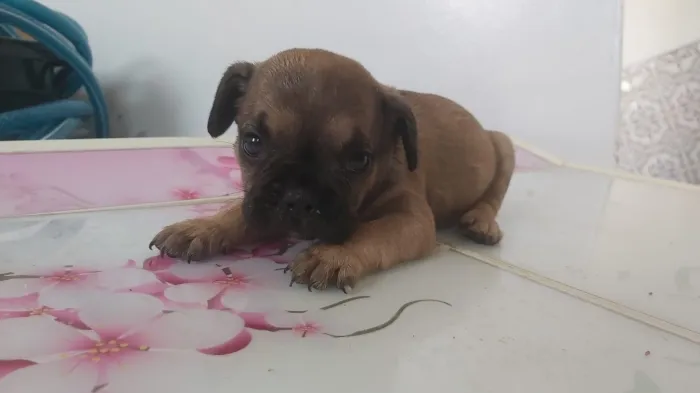3 Chiots bulldog francais