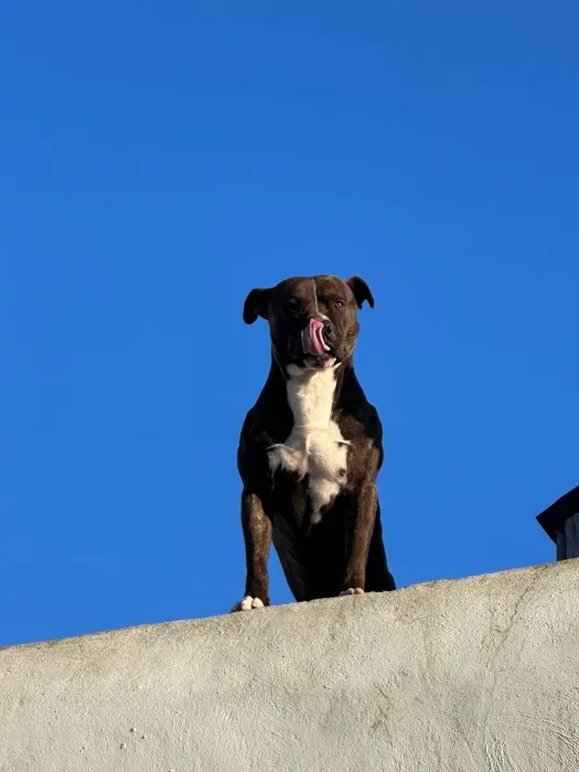 Staff mal pour adoption