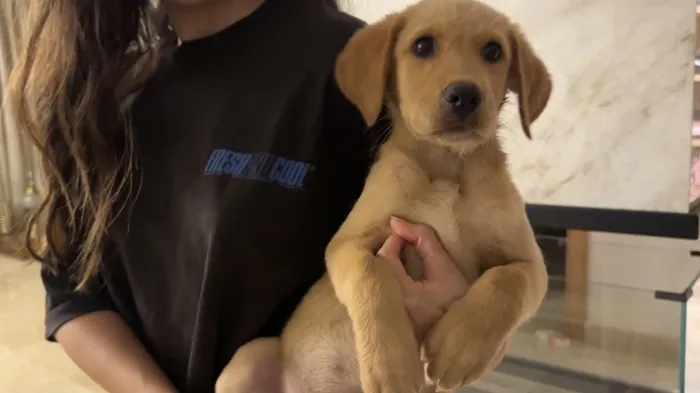 Golden labrador