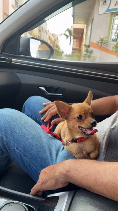Chiot Chihuahua mâle de 6 mois à vendre