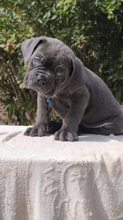 magnifique portée cane corso pedigree
