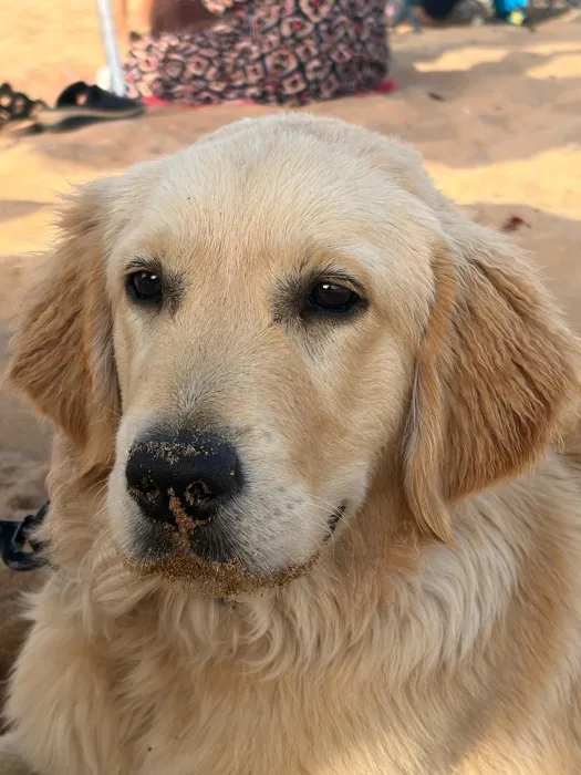 Golden retreiver
