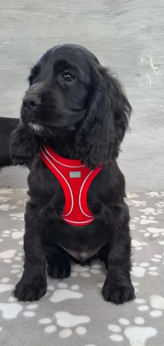 Chiots cocker