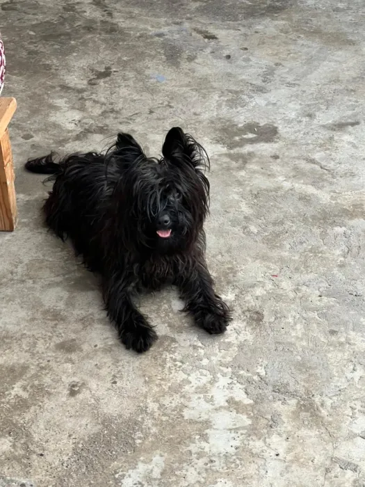 petite chienne black🐶🖤