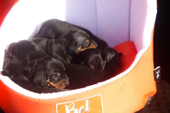 magnifiques chiots teckels pure race
