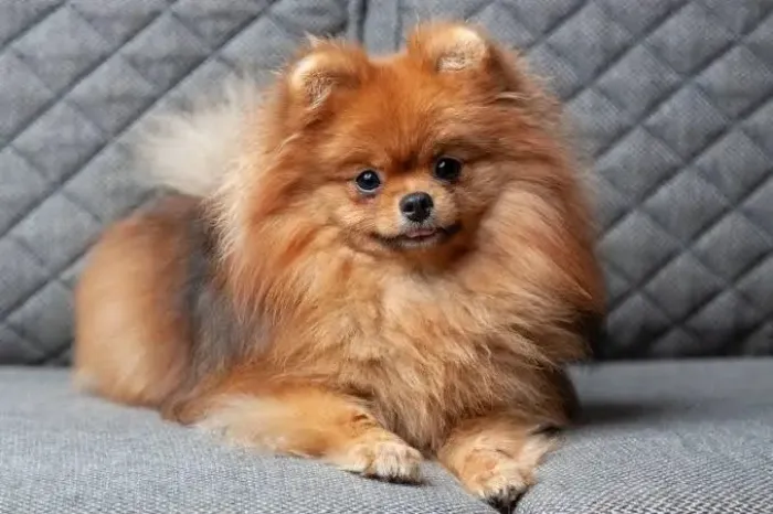 Spitz Pomeranian
