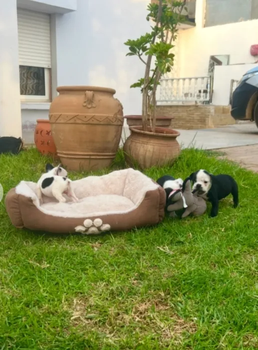 Bulldog Français 🇫🇷