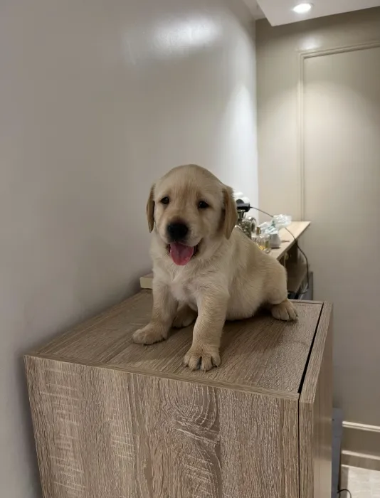 Labrador 🐾