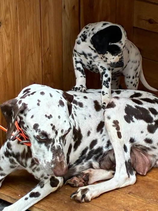 Dalmatien
