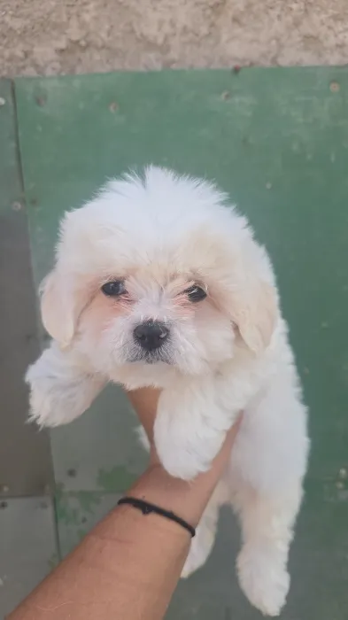 magnifique portêe de la race bichon maltais