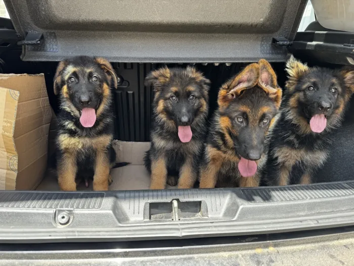 magnifique portée berger allemand pedigree
