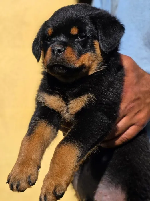 magnifique portée rottweiler pedigree