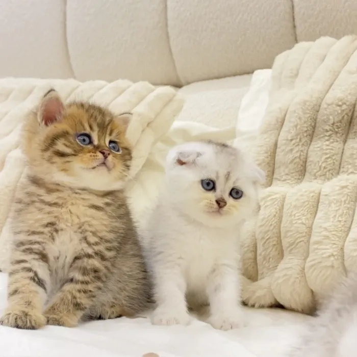 Chatons scottish fold & British short hair