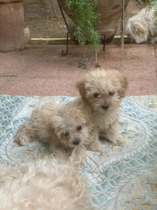 FEMELLES MALTIPOO