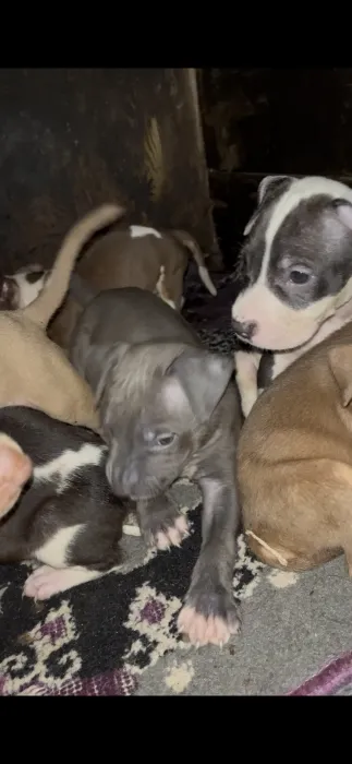Puppies pitbul American