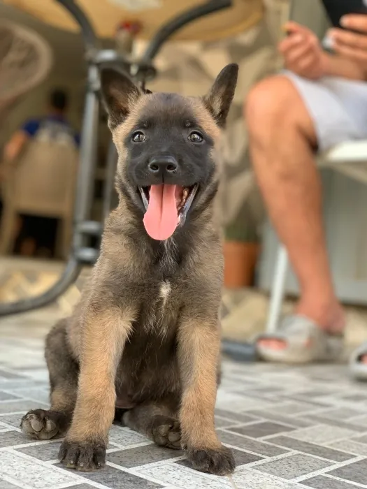 Mal malinois