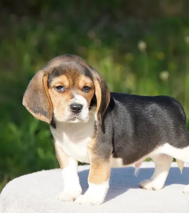 Chiots beagle parents pedigree