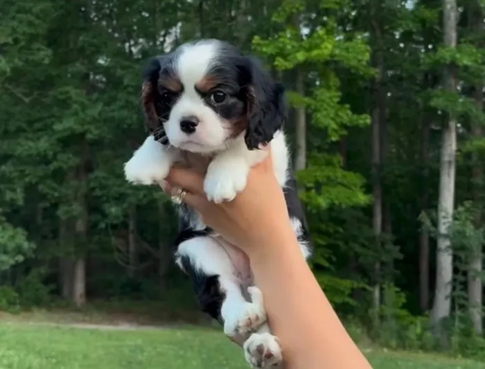 Cavalier King charle